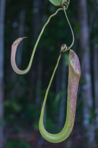 Two of nepenthes in the middle of rainforest