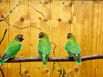 Close-up of parrot perching on wood