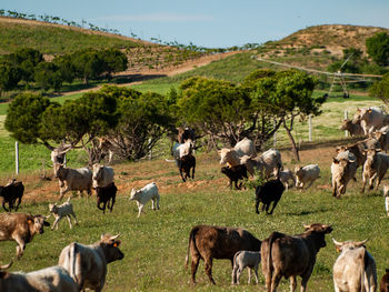 Horses grazing in a field