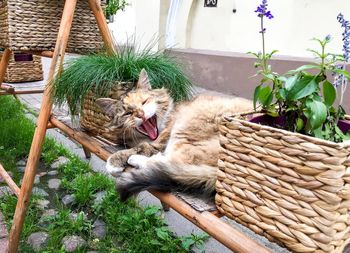 Cat sleeping in potted plant