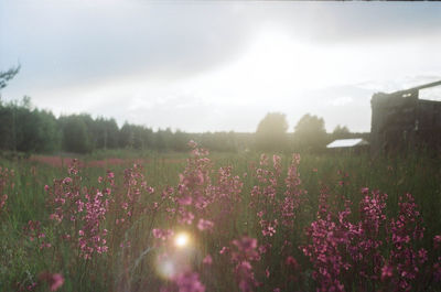 Purple flowering plants on field against sky