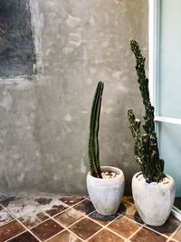 Close-up of potted plant against window