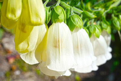 Close-up of white flowers