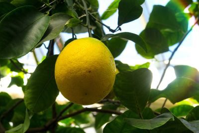 Close-up of fruits on tree