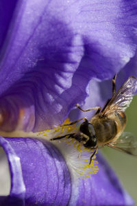 Close-up of bee on purple flower