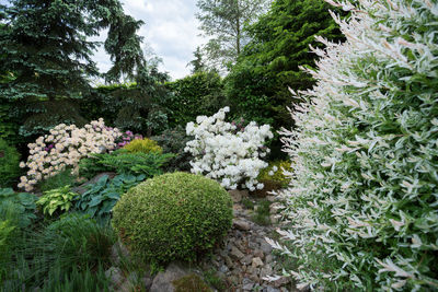 View of flowering plants in garden