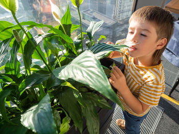 Curious boy sniffs  zantedeschia or calla or arum lily. potted plant with thick green foliage.