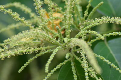 Close-up of snow on plant