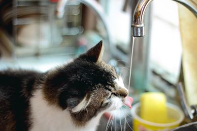 Close-up of cat drinking water in kitchen at home