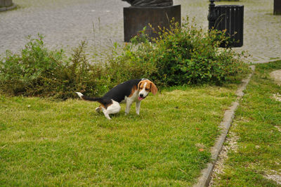 Dog pooping on grass