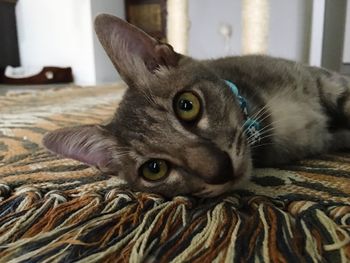 Close-up portrait of cat at home