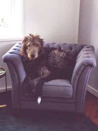 Dog sitting on chair at home