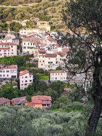 Village of liguria with olive tree