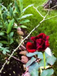 Close-up of red rose blooming outdoors