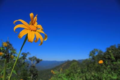 Close-up of yellow flowering plant against blue sky