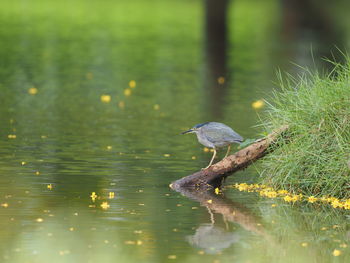 View of a bird drinking water