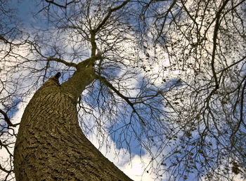 Low angle view of bare tree against sky