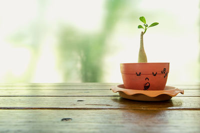 Close-up of potted plant on table