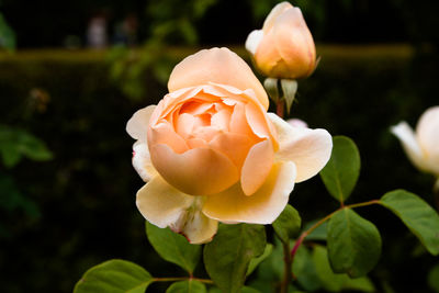Close-up of rose in bloom