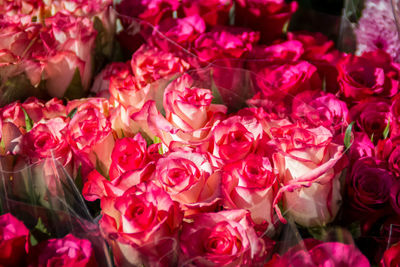 Full frame shot of pink flowers