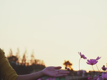 Cropped hand gesturing by flowers