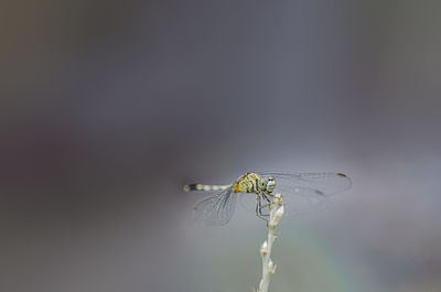 Close-up of dragonfly