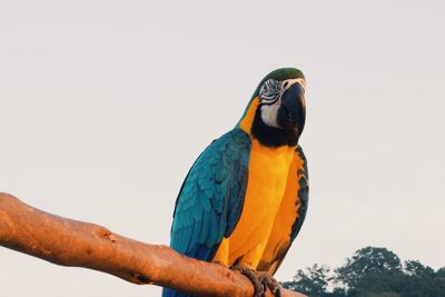 Low angle view of a bird perching on a tree