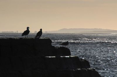 Silhouette birds perching on sea against sky during sunset