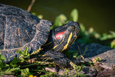 Close-up of turtle