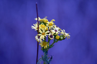 Close-up of yellow flowering plant in vase