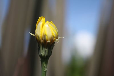 Close-up of yellow flower