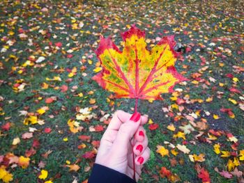 Cropped hand of woman holding maple leaf