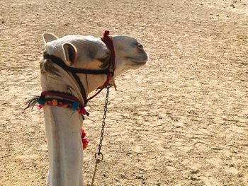 Camel looking away