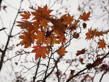 Close-up of maple leaves on tree