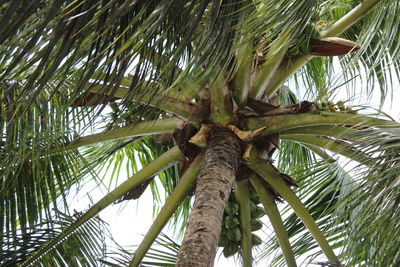 Low angle view of palm trees