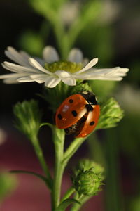 Close-up of ladybug on flower