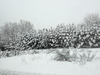 Trees against clear sky during winter