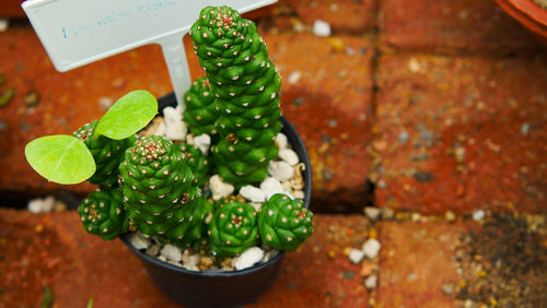 High angle view of succulent plant against wall