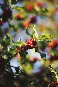 Close-up of berries on tree