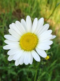 Close-up of white flower blooming outdoors