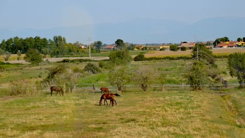 Horses in a field