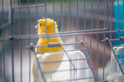 Yellow bird in cage