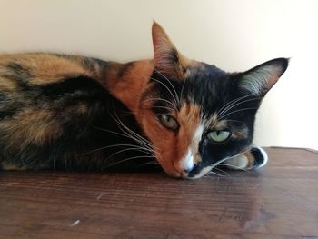 Close-up of cat on table