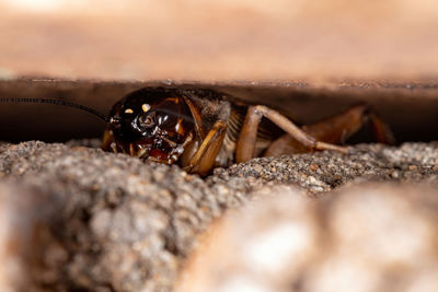 Close-up of spider on rock