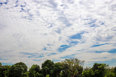 Low angle view of trees against sky