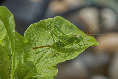 Close-up of bug on leaf