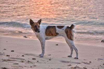 Dog on beach