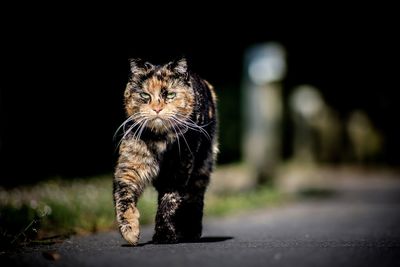 Portrait of cat on street