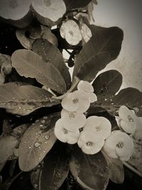 Close-up of leaves