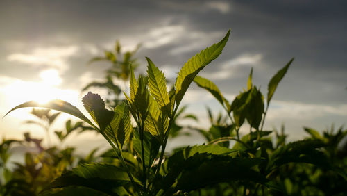 Close-up of fresh green plant against sky